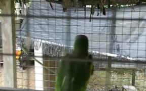 Bird Sounds Like a Chicken - Animals - VIDEOTIME.COM