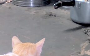 Cat Hunts Mice in Mumbai - Animals - VIDEOTIME.COM