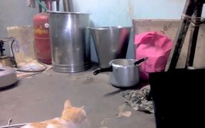 Cat Hunts Mice in Mumbai - Animals - VIDEOTIME.COM