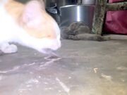 Cat Hunts Mice in Mumbai
