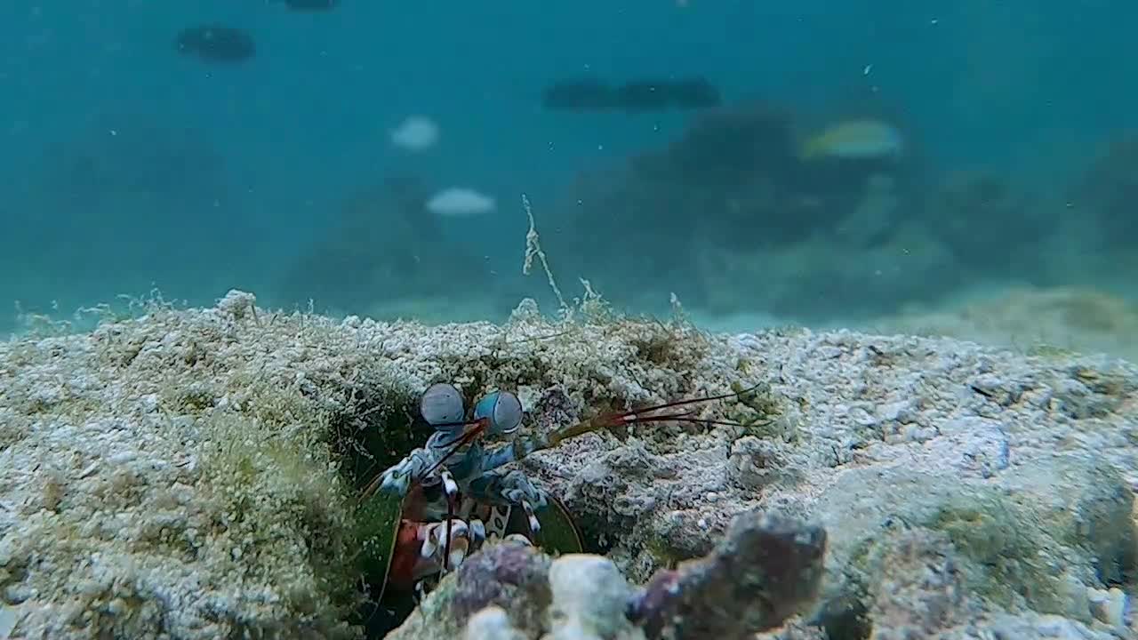 Mantis Shrimp At Work
