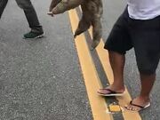 Helping a Sloth Cross the Road