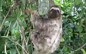 Helping a Sloth Cross the Road