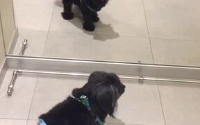 Mirror Makes Diapered Dog Mad - Animals - VIDEOTIME.COM
