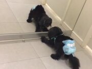 Mirror Makes Diapered Dog Mad