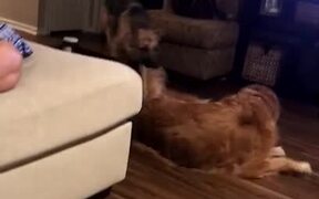 Golden Retriever Mop - Animals - VIDEOTIME.COM