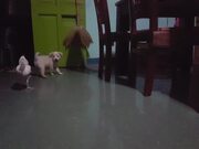 Puppy and Chicken Have Adorable Play Session