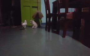 Puppy and Chicken Have Adorable Play Session - Animals - VIDEOTIME.COM