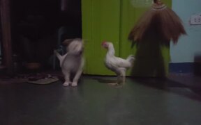Puppy and Chicken Have Adorable Play Session - Animals - VIDEOTIME.COM