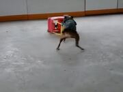 Dog Does Donuts with Toy Car