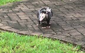Opossum Family Finds Shelter - Animals - VIDEOTIME.COM