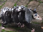 Opossum Family Finds Shelter