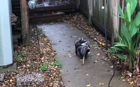 Opossum Family Finds Shelter - Animals - VIDEOTIME.COM