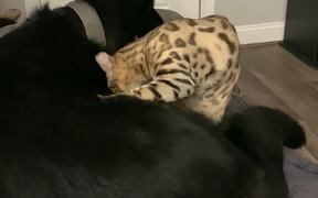Best Buds Clean and Cuddle - Animals - VIDEOTIME.COM