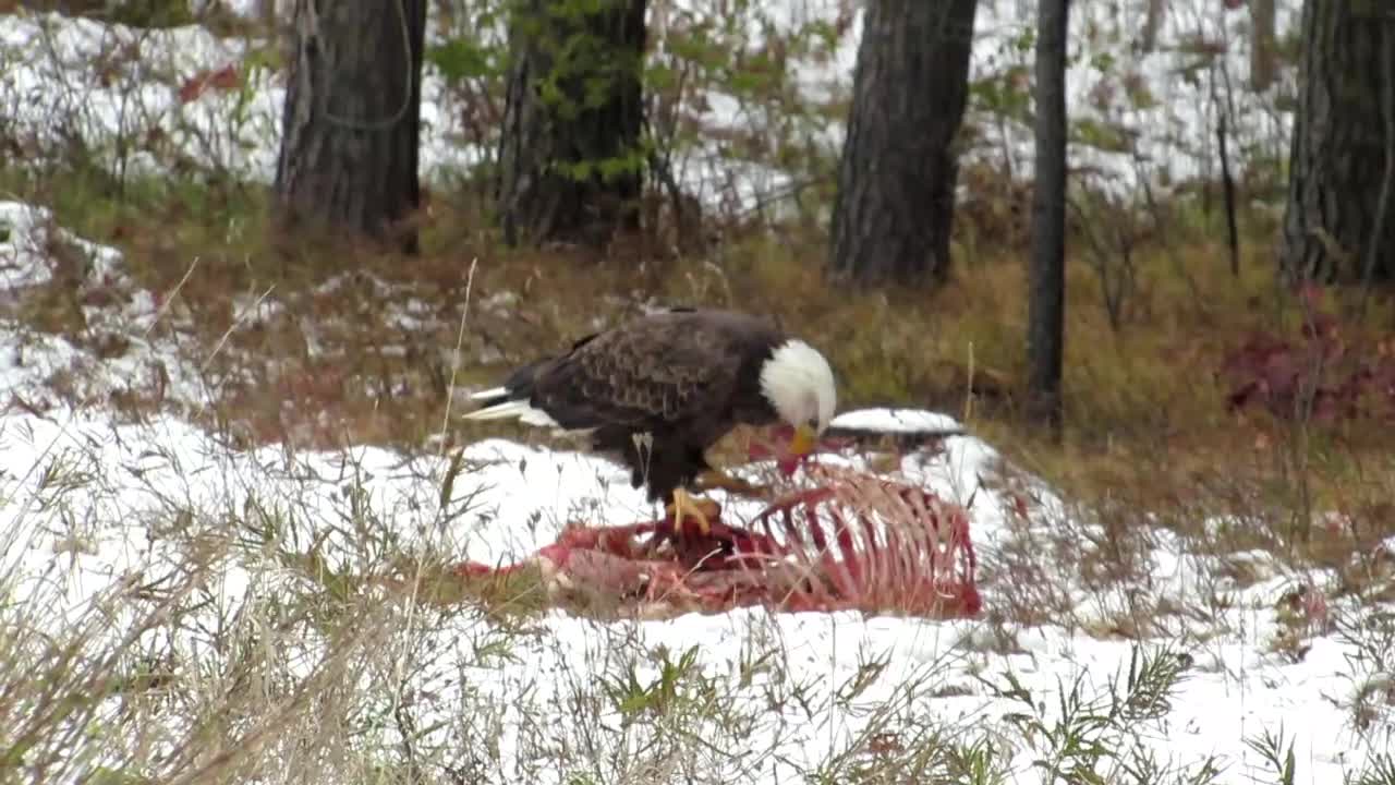 American Bald Eagle Feasts on Carcass