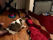 Jumpy Cat Inspects Guitar Case