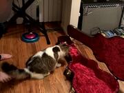 Jumpy Cat Inspects Guitar Case