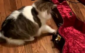 Jumpy Cat Inspects Guitar Case - Animals - VIDEOTIME.COM