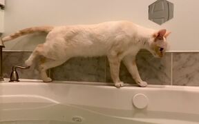 Bathtub 'Catculations' Are Off - Animals - VIDEOTIME.COM