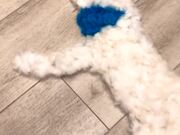 Blue Eared Dog Gets Brushed Away