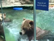 Dancing Bears at Saint Louis Zoo