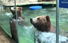 Dancing Bears at Saint Louis Zoo - Animals - VIDEOTIME.COM