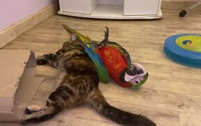 Parrot Plays With Kitty Best Friend - Animals - VIDEOTIME.COM