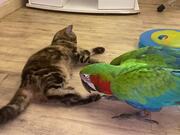 Parrot Plays With Kitty Best Friend