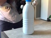 Bottle Cap with Cat