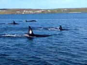 Killer Whale Migration Passes Within Metres