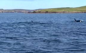 Killer Whale Migration Passes Within Metres