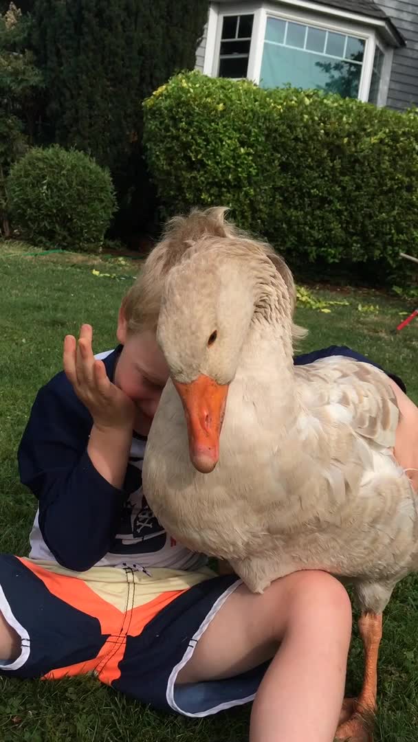 Boy Bonds With His Goose