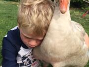 Boy Bonds With His Goose