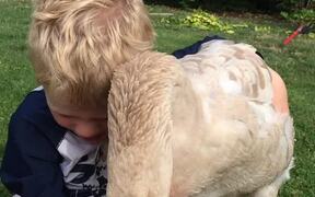 Boy Bonds With His Goose - Animals - VIDEOTIME.COM