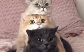 Cats Unstack for Dinner Time - Animals - VIDEOTIME.COM