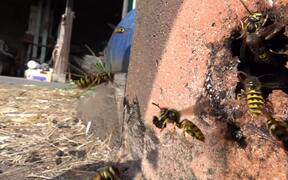 Wasps Are Clumsier Than They Appear - Animals - VIDEOTIME.COM