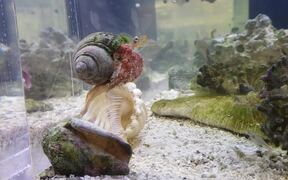 Rare Footage of Hermit Crab Finding New Home - Animals - VIDEOTIME.COM