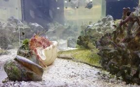 Rare Footage of Hermit Crab Finding New Home