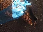 Puppy Lulls Baby in Hammock to Sleep