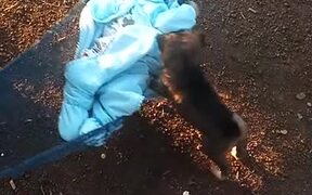 Puppy Lulls Baby in Hammock to Sleep - Animals - Videotime.com