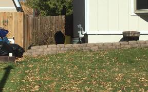 Black Bear Strolls Through Neighbourhood - Animals - VIDEOTIME.COM
