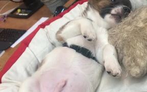 The Cutest Little Coworker - Animals - VIDEOTIME.COM