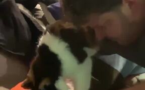 Lending Helping Hands to Blind Cat - Animals - VIDEOTIME.COM