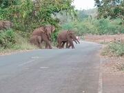 Large Family of Elephants Crosses the Road