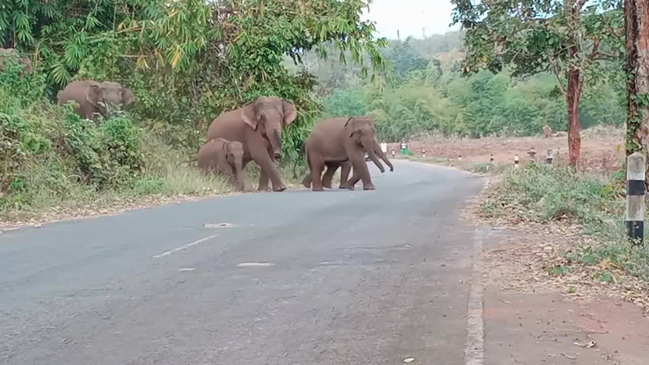 Large Family of Elephants Crosses the Road - Animals - Y8.com