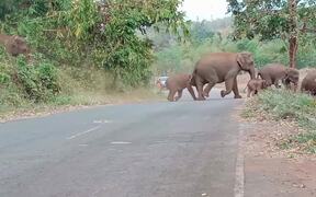 Large Family of Elephants Crosses the Road