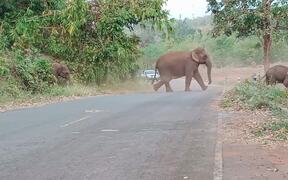 Large Family of Elephants Crosses the Road - Animals - VIDEOTIME.COM