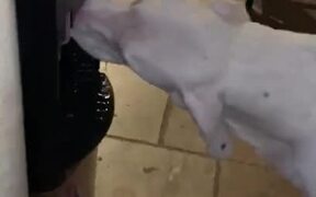 Doggo Drinks from Water Dispenser - Animals - VIDEOTIME.COM