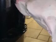 Doggo Drinks from Water Dispenser