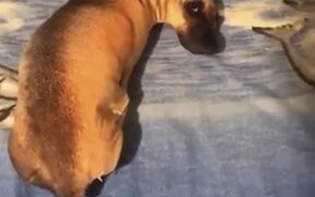 Convincing Dog Pillow is Bizarre - Animals - VIDEOTIME.COM